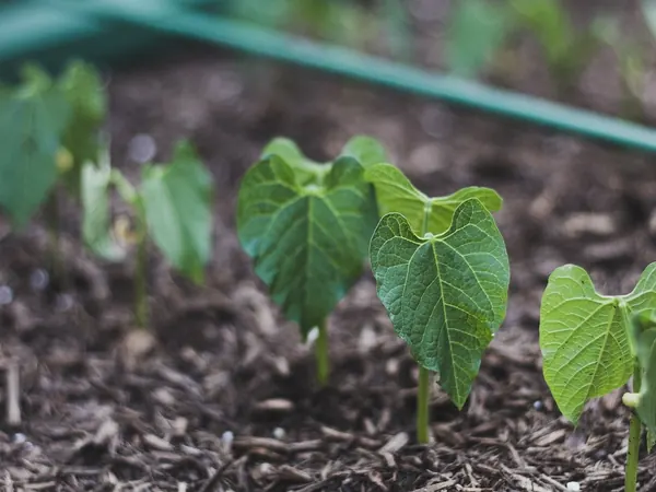 Young bush bean plants growing in a raised bed