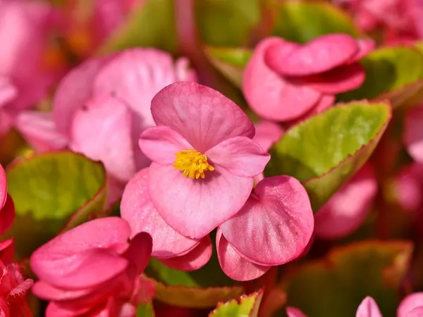 Wax begonia with pink flowers and glossy leaves