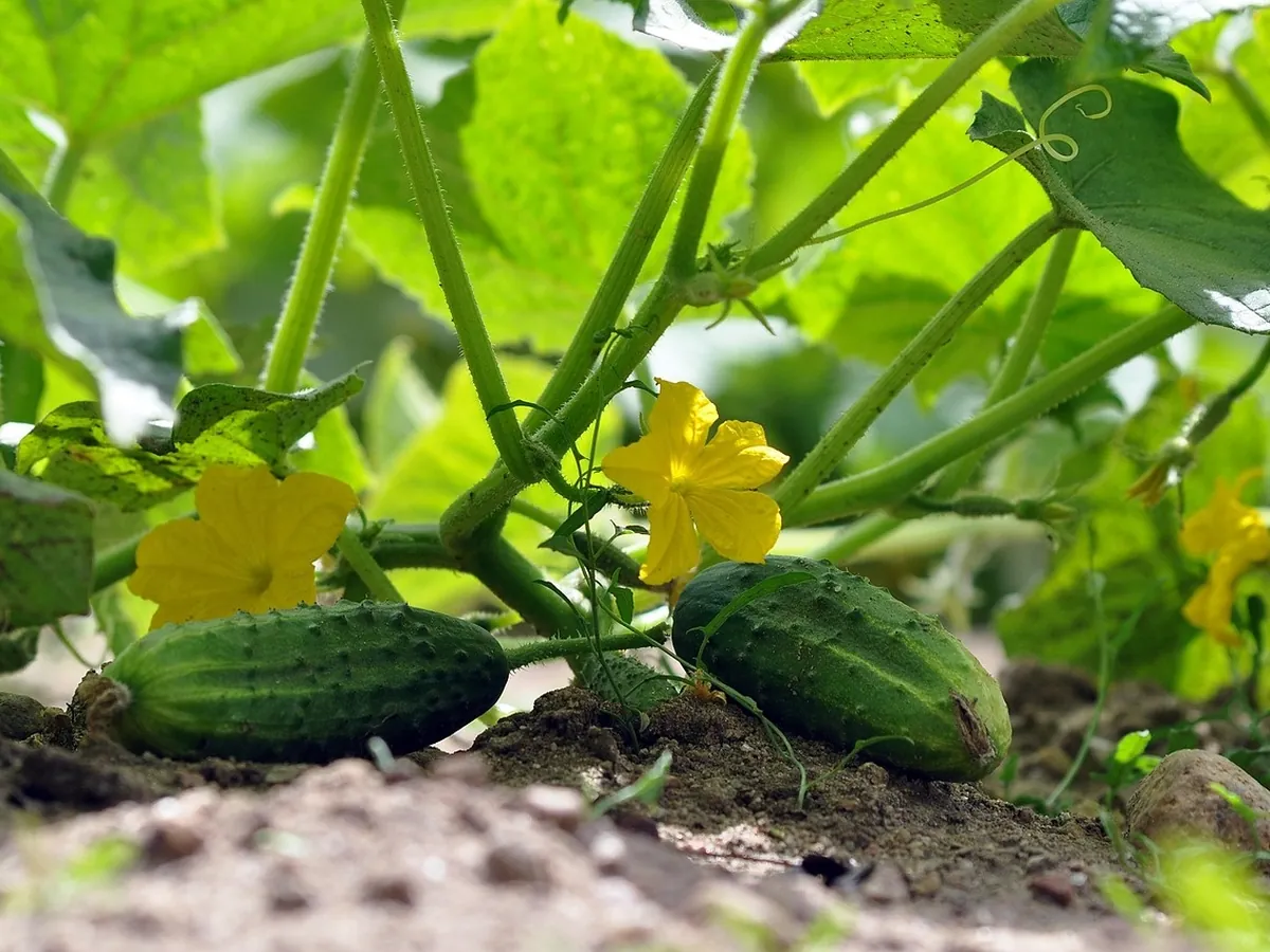 Cucumber vines with yellow flowers and young cucumbers on the soil