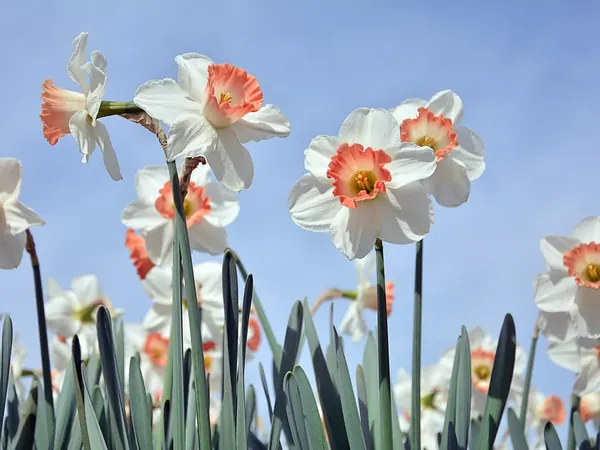 Daffodils with white petals and orange cups against a blue sky