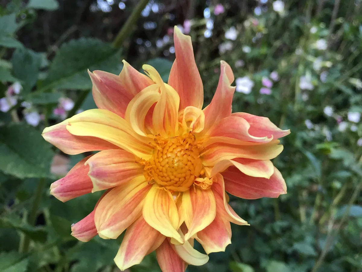 Orange and yellow dahlia flower with pointed petals