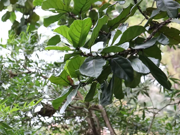 Fiddle leaf fig branches with large, wavy, violin-shaped leaves