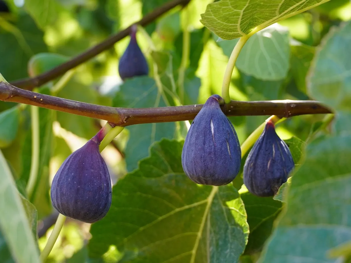 Ripe purple figs on a fig tree branch with lobed leaves
