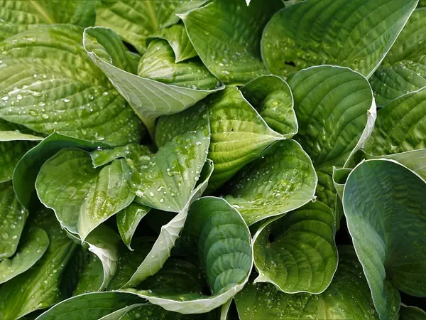 Clump of hosta with broad, ribbed green leaves