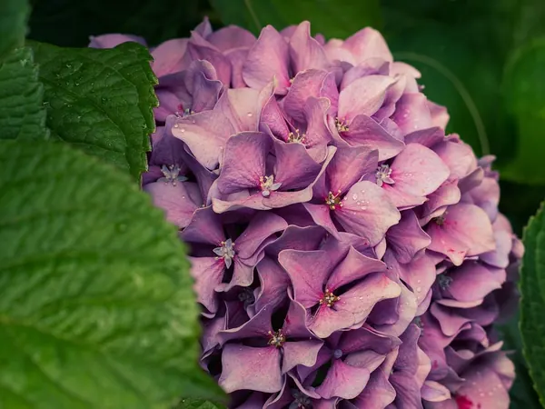 Bigleaf hydrangea with a round pink and purple flower head