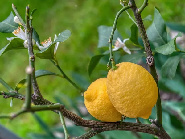 Ripe lemons and white lemon flowers on a lemon tree branch