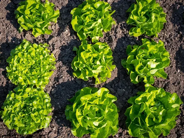 Rows of green lettuce heads growing in garden soil