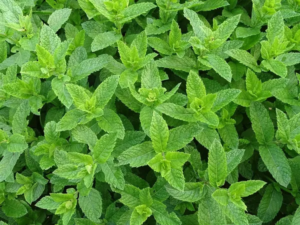 Dense patch of fresh green mint leaves