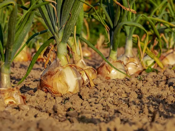 Onion bulbs growing in garden soil with green tops
