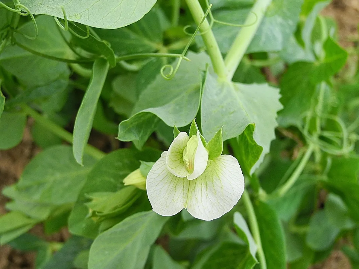 Pea plant with a white flower, tendrils and leaves