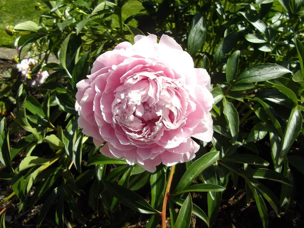 Pale pink double peony flower among dark green leaves
