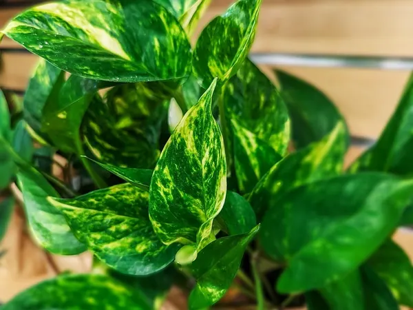 Golden pothos with heart-shaped green leaves marbled with yellow