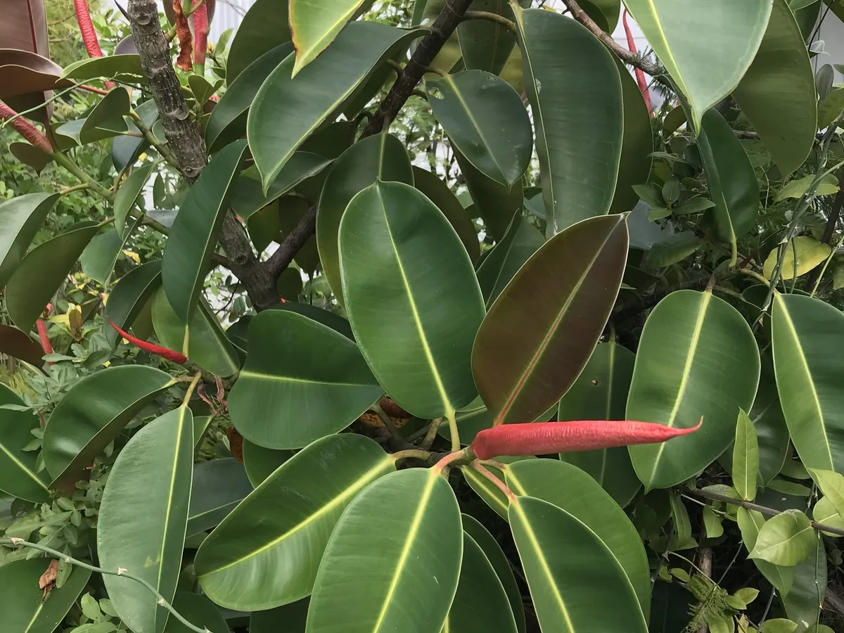 Rubber plant with large glossy leaves and a red new-leaf sheath