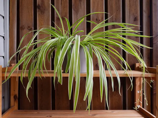 Spider plant with arching green and white striped leaves on a shelf