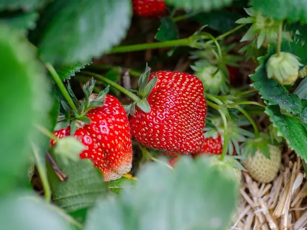 Ripe red strawberries on a plant mulched with straw