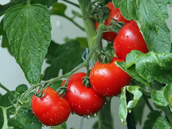 Red tomatoes ripening on the vine among green leaves