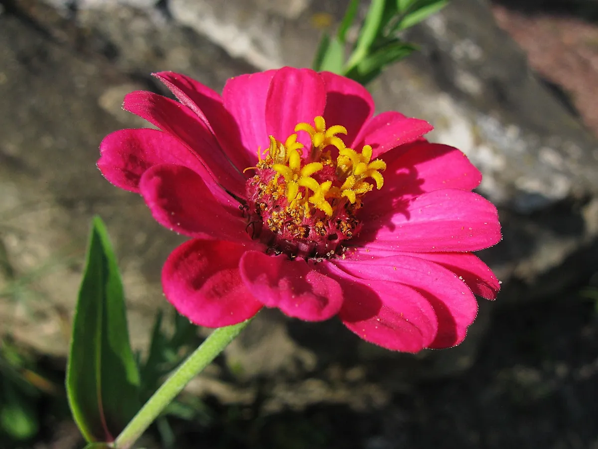 Bright magenta zinnia flower with a yellow center
