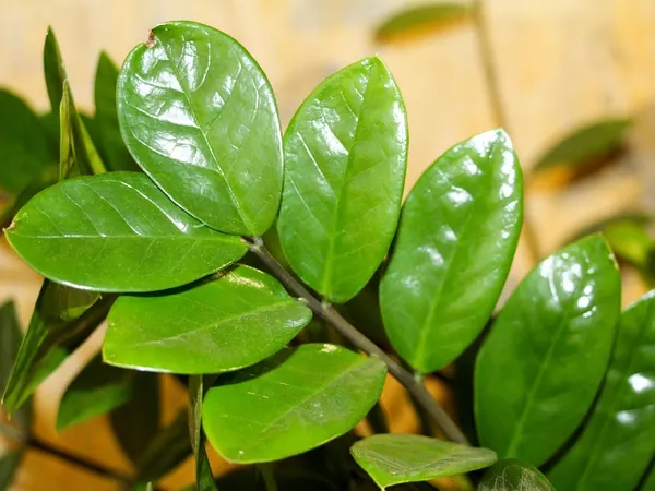 ZZ plant stems with shiny, dark green oval leaflets